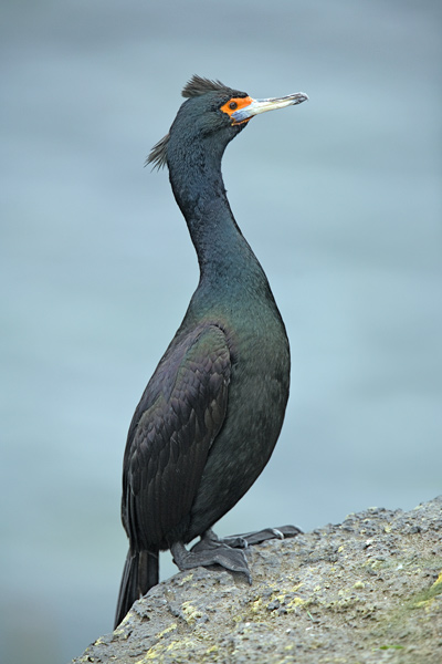 Photo of Phalacrocorax urile by <a href="http://www.naturespicsonline.com">Alan Wilson</a>